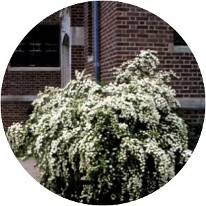 Vanhoutte spirea