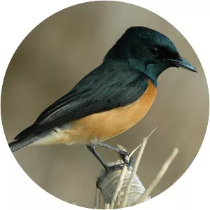 Vanikoro flycatcher - Bird