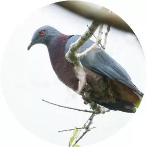 Vanuatu imperial pigeon