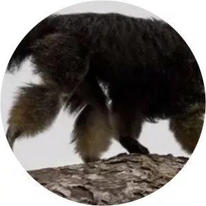 Vanzolini's bald-faced saki