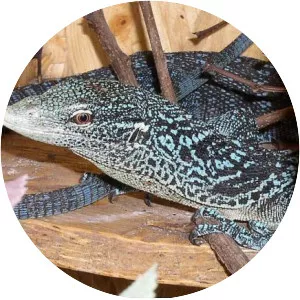 Varanus macraei