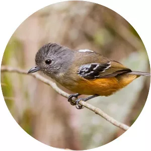 Variable antshrike