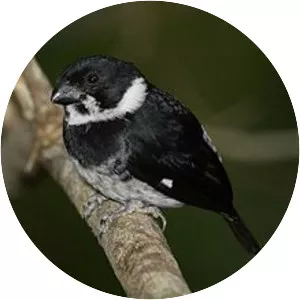 Variable seedeater