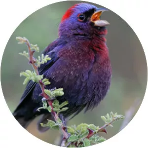 Varied bunting