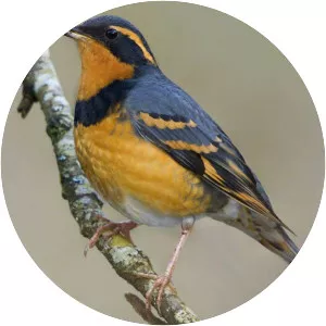 Varied thrush