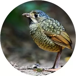 Variegated antpitta