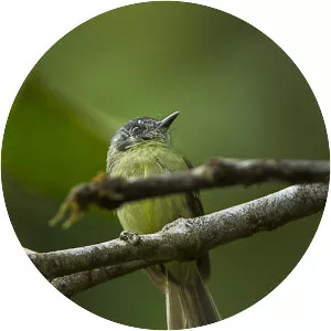 Variegated bristle tyrant - Bird