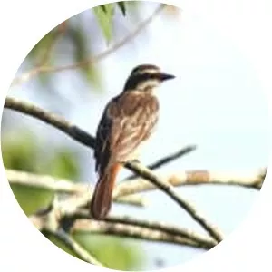 Variegated flycatcher