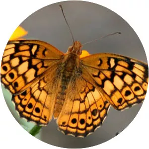 Variegated fritillary