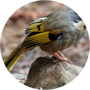 Variegated laughingthrush - Birds