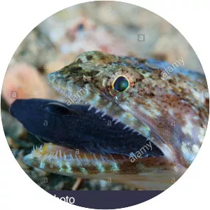 Variegated lizardfish