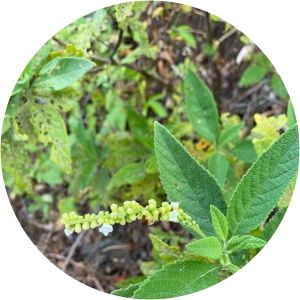 Varronia curassavica