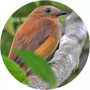 Varzea schiffornis - 