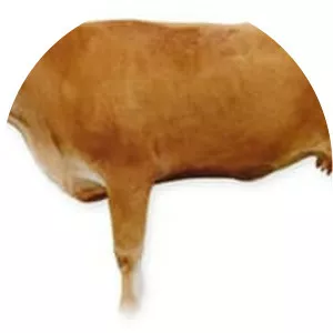 Varzese-Ottonese-Tortonese