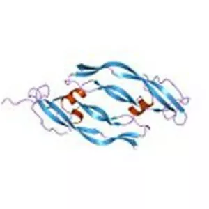 Vascular endothelial growth factor A