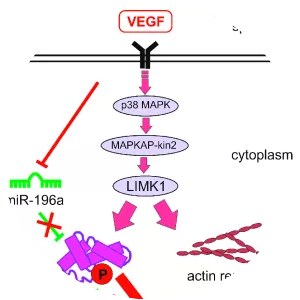Vascular endothelial growth factor - 