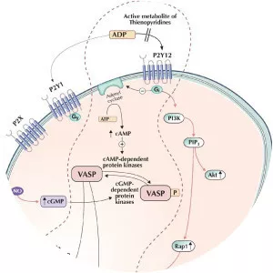 Vasodilator-stimulated phosphoprotein