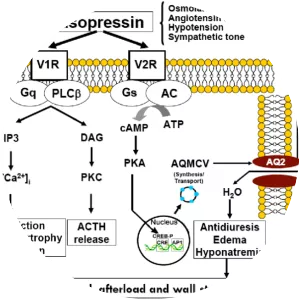 Vasopressin receptor 2