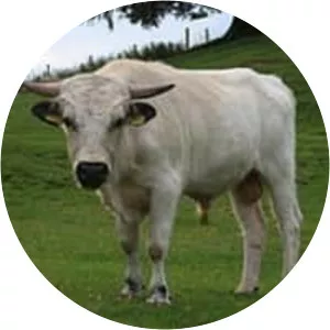 Vaynol cattle