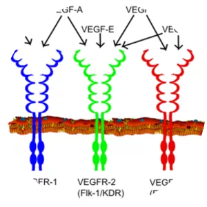VEGF receptor - 