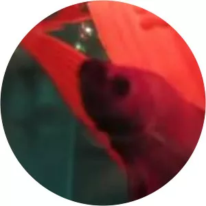 Veiltail - Goldfish breed