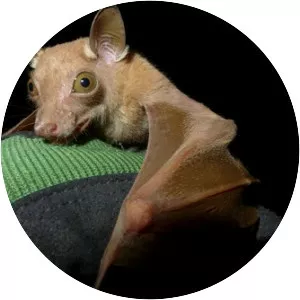 Veldkamp's dwarf epauletted fruit bat