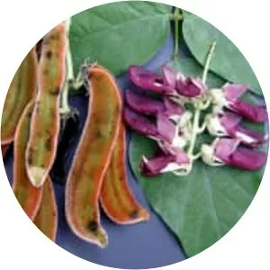Velvet bean