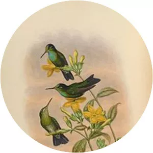 Velvet-browed brilliant