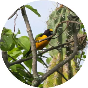 Velvet-fronted euphonia