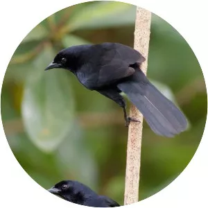 Velvet-fronted grackle