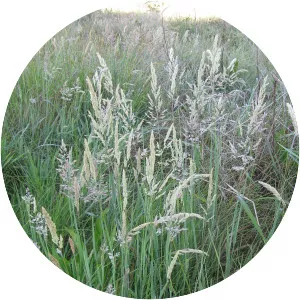 Velvet grass