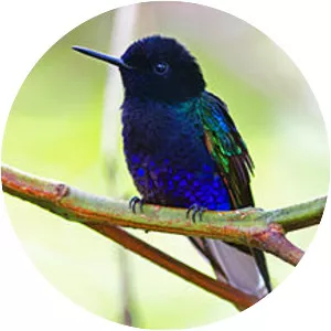 Velvet-purple coronet