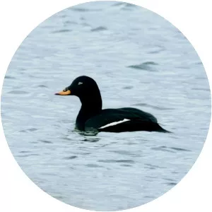 Velvet scoter