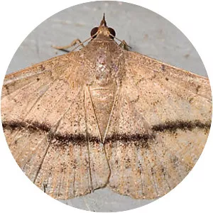 Velvetbean caterpillar