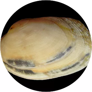 Venerupis corrugata - Animal