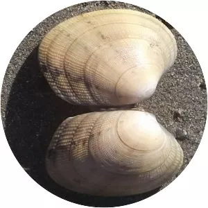 Venerupis decussata - Animal