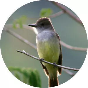 Venezuelan flycatcher