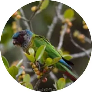 Venezuelan parakeet