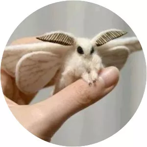 Venezuelan poodle moth