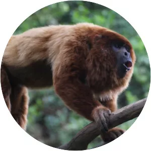 Venezuelan red howler