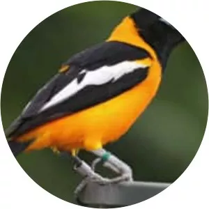 Venezuelan troupial