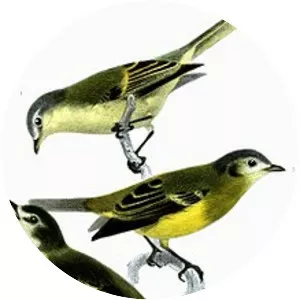 Venezuelan tyrannulet