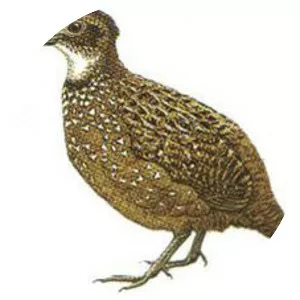 Venezuelan wood quail
