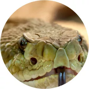 Venom HunterSince 2008 - TV program