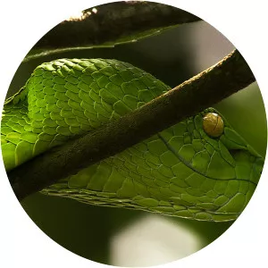 Venom IslandsSince 2012 - TV program