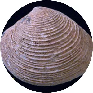 Venus clams