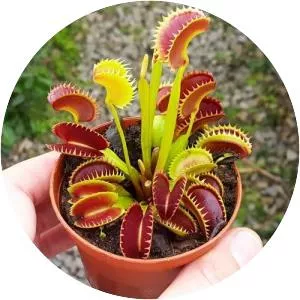 Venus Flytrap