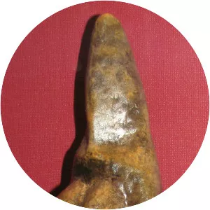 Venus of Savignano - 