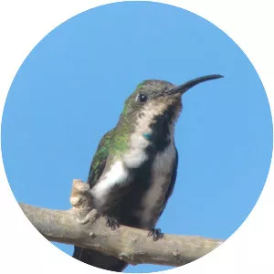 Veraguan mango - Bird