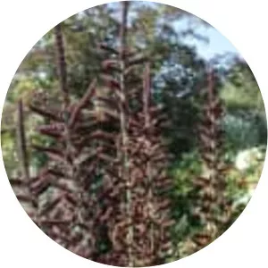 Veratrum nigrum - Plants